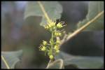 leaf and flower